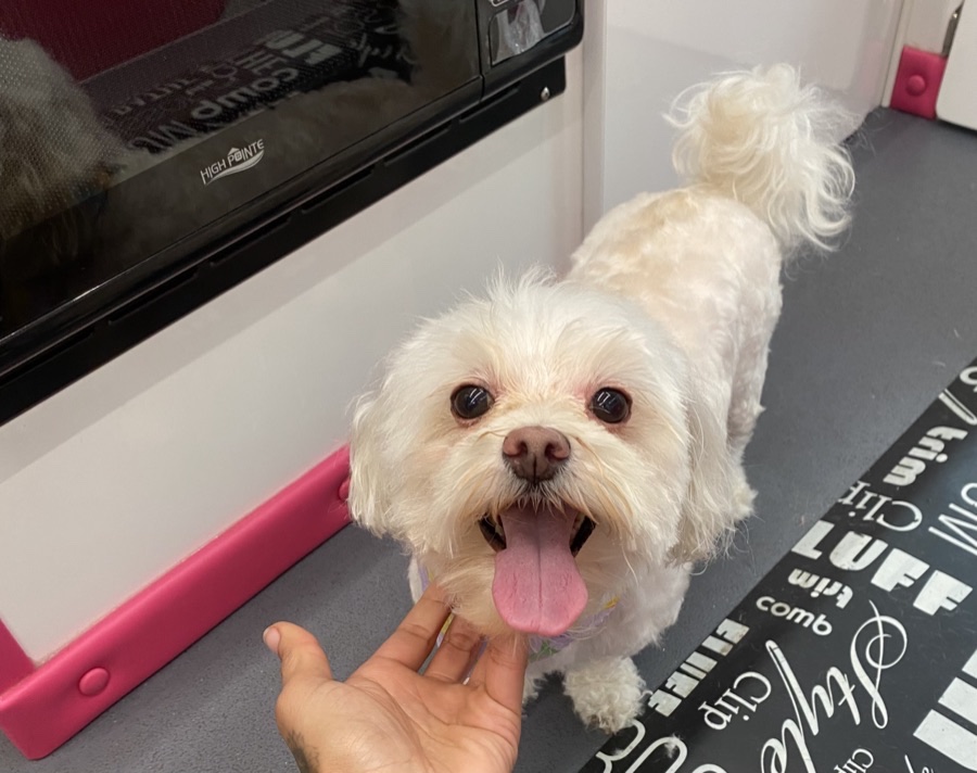 Bella, a Maltese mix · 3 yrs waiting for adoption in Los Angeles