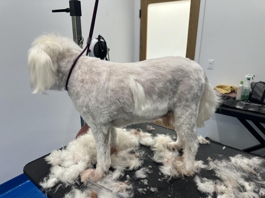 Daisy, a Maltese · 6 yrs waiting for adoption in Los Angeles