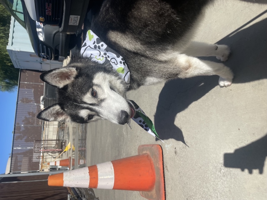 Luna, a Husky · 2 yrs waiting for adoption in Los Angeles