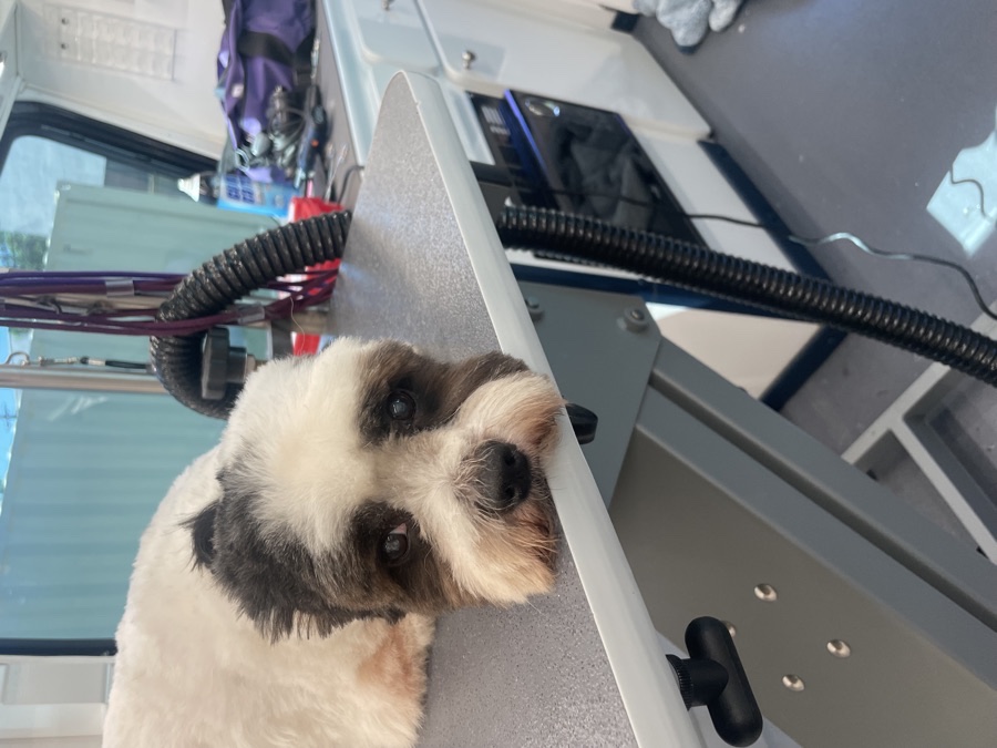 Max, a Shih Tzu mix · 4 yrs waiting for adoption in Los Angeles
