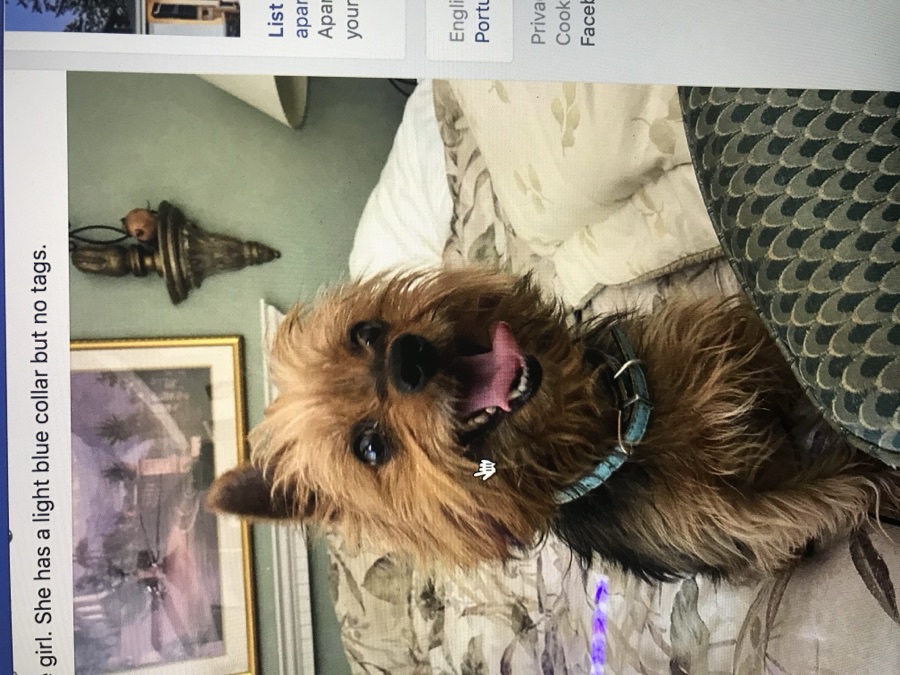 Mia, a Yorkie · 7 yrs waiting for adoption in Los Angeles