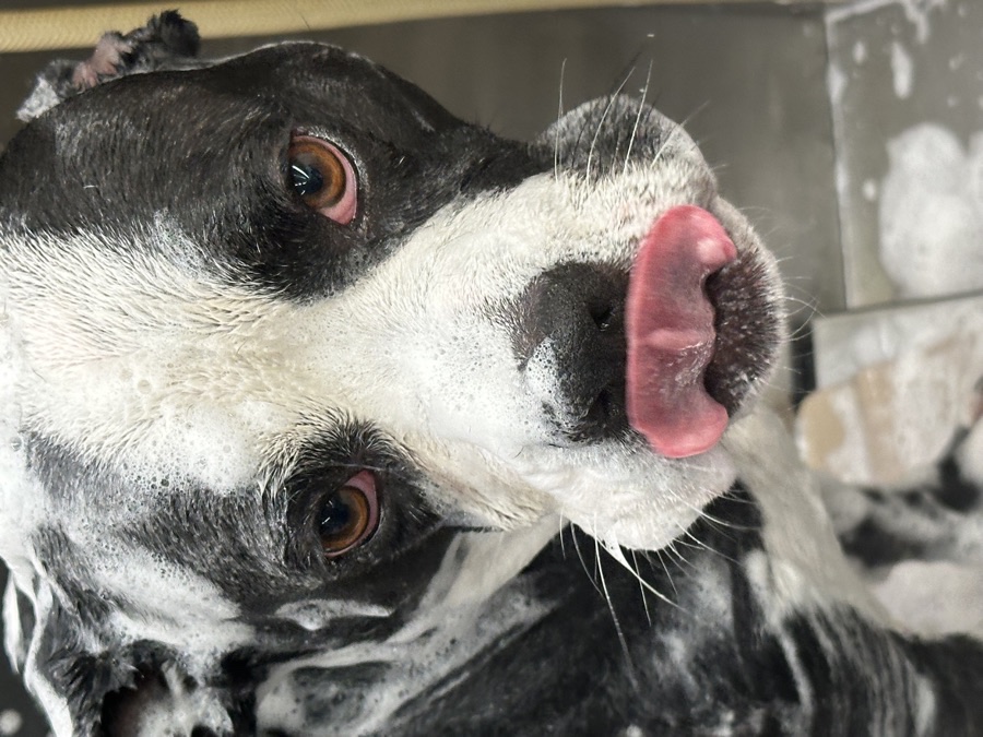 Rocky, a Pit mix · 3 yrs waiting for adoption in Los Angeles