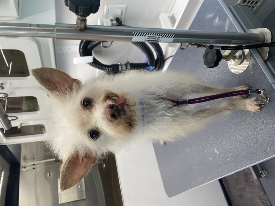 Tucker, a Chihuahua mix · 2 yrs waiting for adoption in Los Angeles