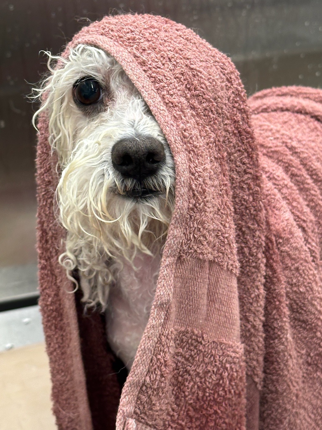 A small rescue dog wrapped in a pink towel after a bath at one of our mobile grooming events