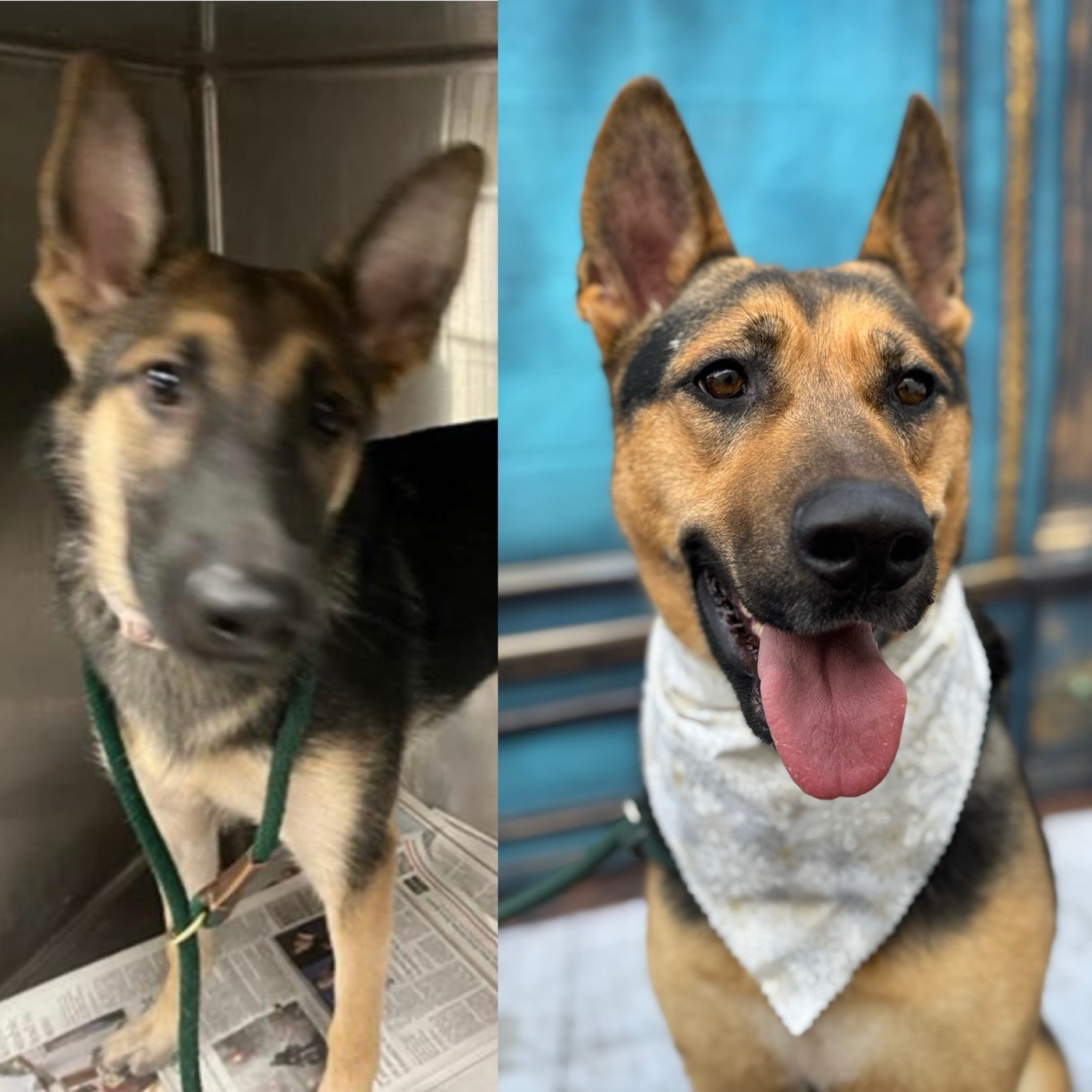 Before and after side-by-side: a frightened shelter Shepherd on intake, then the same dog post-groom with a fresh bandana, happy and adoption-ready
