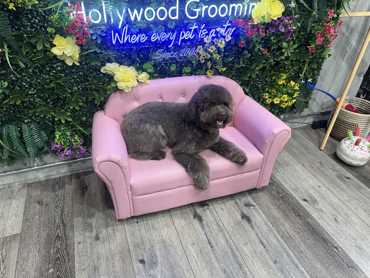 A poodle on a pink couch under the neon Hollywood Grooming sign reading: Where every pet is a star