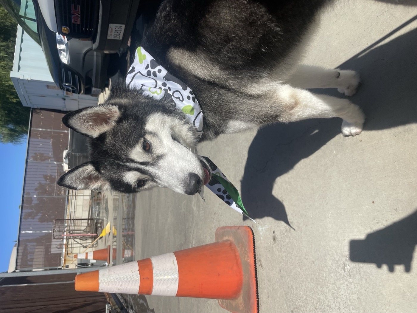 A husky wearing a bandana at one of our outdoor mobile grooming events, freshly groomed and happy