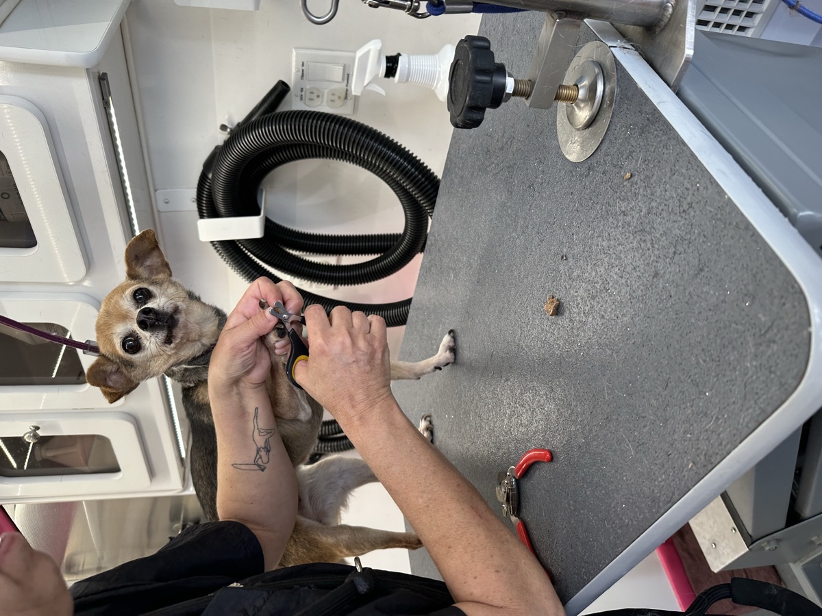 A small chihuahua getting a careful nail trim on a grooming table inside our mobile spa van