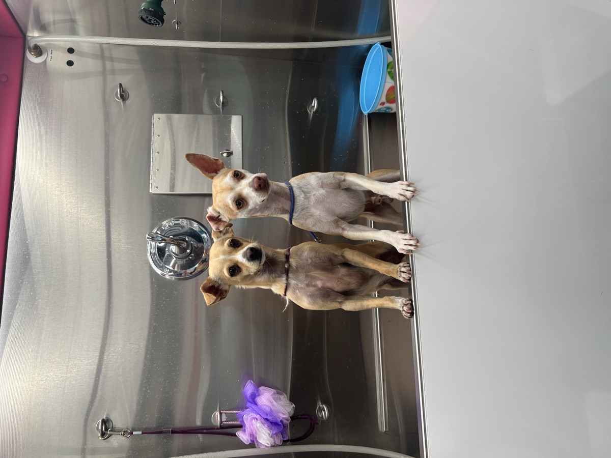 Two tiny chihuahuas standing side by side in the stainless-steel bathtub of the mobile grooming van, freshly cleaned and looking straight at the camera