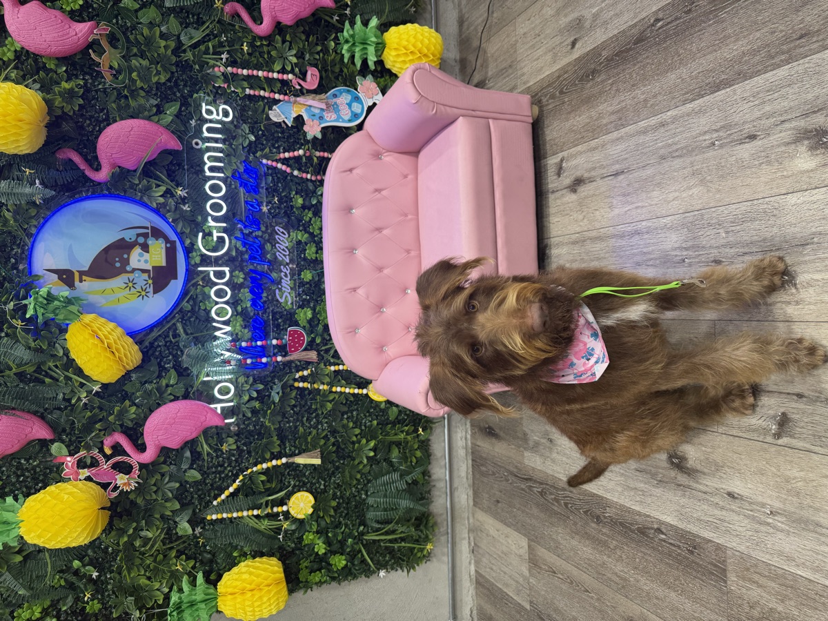 A shaggy chocolate-brown labradoodle mix from Burbank Animal Shelter, just groomed at Go Hollywood Grooming — wearing a floral bandana, sitting in front of the pink couch and Hollywood Grooming neon sign, adoption-ready