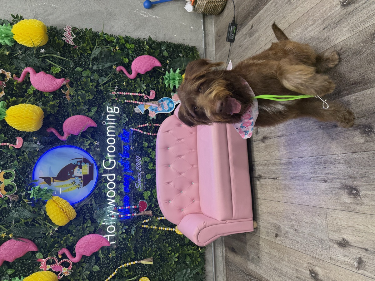 A shaggy chocolate-brown Burbank Animal Shelter pup, groomed by our team, wearing a floral bandana and green leash, posing at our store's photo backdrop and ready for their forever home